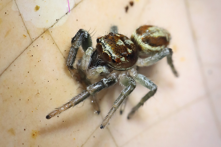 Icius hamatus?... Icius sp. - Badalucco (IM)